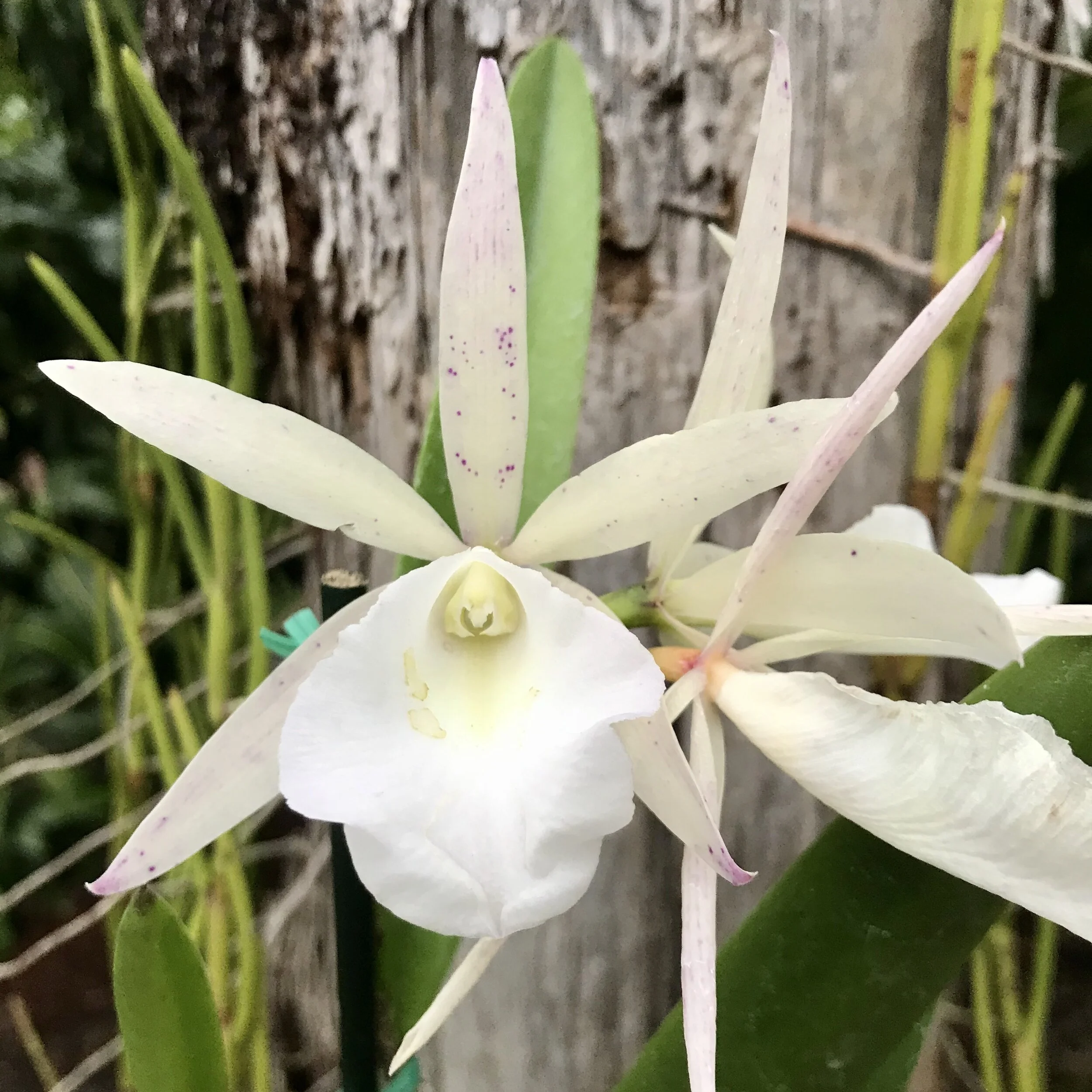 Bc. Walter August — Palmer Orchids